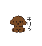 落書き風トイプー ブラウン（日常会話）（個別スタンプ：36）