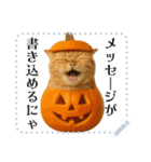 書き込める♥ハロウィンな猫ミーム 改（個別スタンプ：1）