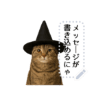 書き込める♥ハロウィンな猫ミーム 改（個別スタンプ：2）
