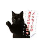 書き込める♥ハロウィンな猫ミーム 改（個別スタンプ：7）