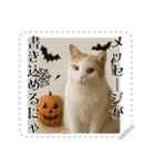 書き込める♥ハロウィンな猫ミーム 改（個別スタンプ：13）