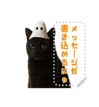 書き込める♥ハロウィンな猫ミーム 改（個別スタンプ：14）