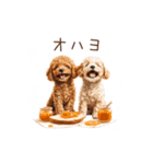 トイプー兄弟、今日も元気！（個別スタンプ：1）