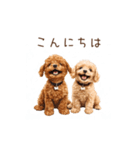 トイプー兄弟、今日も元気！（個別スタンプ：2）