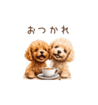トイプー兄弟、今日も元気！（個別スタンプ：3）