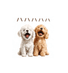 トイプー兄弟、今日も元気！（個別スタンプ：5）