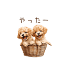 トイプー兄弟、今日も元気！（個別スタンプ：8）