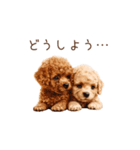 トイプー兄弟、今日も元気！（個別スタンプ：10）