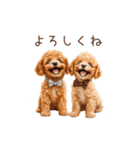 トイプー兄弟、今日も元気！（個別スタンプ：12）