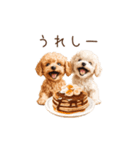 トイプー兄弟、今日も元気！（個別スタンプ：13）