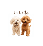 トイプー兄弟、今日も元気！（個別スタンプ：15）