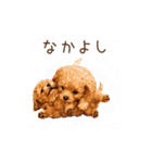 トイプー兄弟、今日も元気！（個別スタンプ：17）