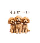 トイプー兄弟、今日も元気！（個別スタンプ：18）