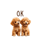 トイプー兄弟、今日も元気！（個別スタンプ：19）