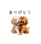 トイプー兄弟、今日も元気！（個別スタンプ：20）