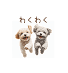 トイプー兄弟、今日も元気！（個別スタンプ：21）