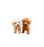 トイプー兄弟、今日も元気！（個別スタンプ：22）