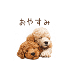 トイプー兄弟、今日も元気！（個別スタンプ：23）