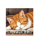 ペットの可愛いマンチカン（個別スタンプ：38）