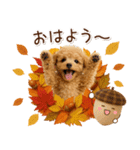 大人かわいい秋の癒しプードル（個別スタンプ：1）