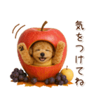 大人かわいい秋の癒しプードル（個別スタンプ：34）