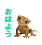 クレステッドゲッコーの天真爛漫（個別スタンプ：1）