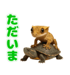 クレステッドゲッコーの天真爛漫（個別スタンプ：10）