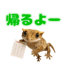 クレステッドゲッコーの天真爛漫（個別スタンプ：16）