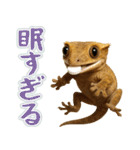 クレステッドゲッコーの天真爛漫（個別スタンプ：18）