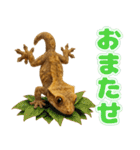 クレステッドゲッコーの天真爛漫（個別スタンプ：21）