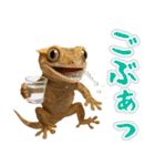 クレステッドゲッコーの天真爛漫（個別スタンプ：26）
