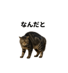 強猫と弱猫（個別スタンプ：1）