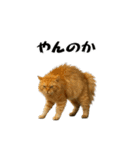 強猫と弱猫（個別スタンプ：2）