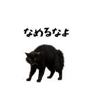 強猫と弱猫（個別スタンプ：3）