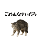 強猫と弱猫（個別スタンプ：4）