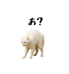 強猫と弱猫（個別スタンプ：5）