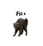 強猫と弱猫（個別スタンプ：6）