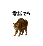 強猫と弱猫（個別スタンプ：7）