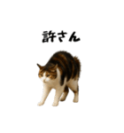 強猫と弱猫（個別スタンプ：8）