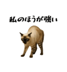 強猫と弱猫（個別スタンプ：9）