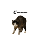 強猫と弱猫（個別スタンプ：10）