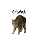 強猫と弱猫（個別スタンプ：11）