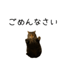 強猫と弱猫（個別スタンプ：13）