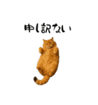 強猫と弱猫（個別スタンプ：14）