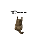 強猫と弱猫（個別スタンプ：15）