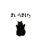 強猫と弱猫（個別スタンプ：16）