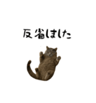 強猫と弱猫（個別スタンプ：17）