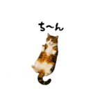 強猫と弱猫（個別スタンプ：20）