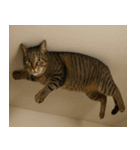 強猫と弱猫（個別スタンプ：23）