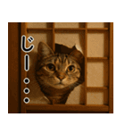 強猫と弱猫（個別スタンプ：25）